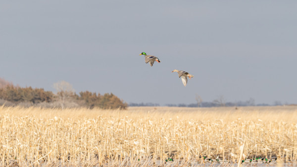 Are Flooded Cornfields Altering Duck Migrations?