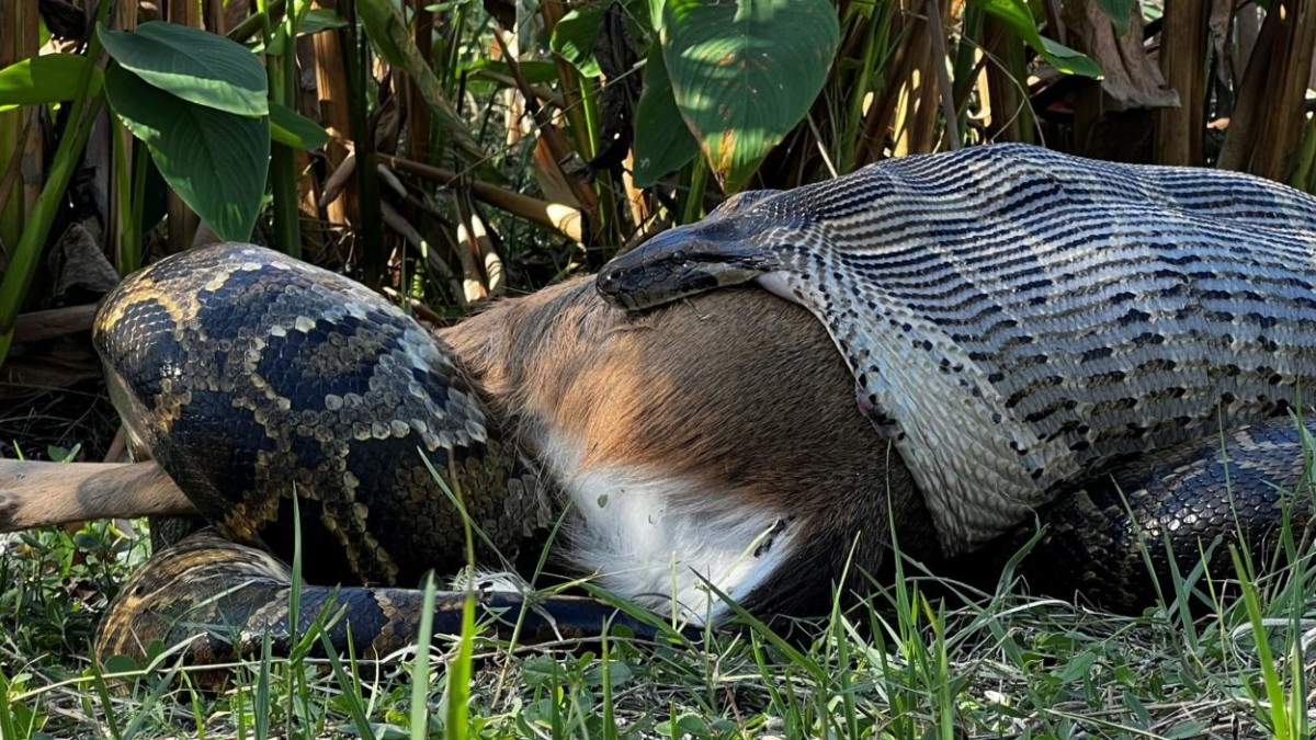 Adult Whitetail Have a New Predator, Groundbreaking Photos Show