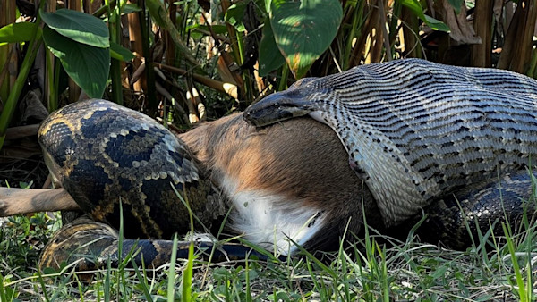 Adult Whitetail Have a New Predator, Groundbreaking Photos Show