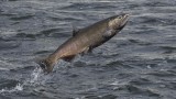 Alaskan King Salmon May Receive ESA Listing