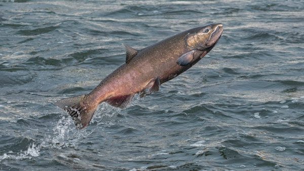 Alaskan King Salmon May Receive ESA Listing