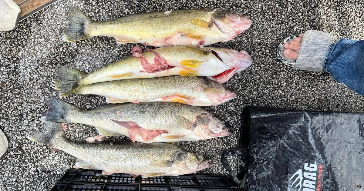New Details Emerge on Walleye Tournament Cheating Scandal MeatEater