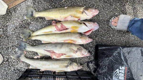 New Details Emerge on Walleye Tournament Cheating Scandal