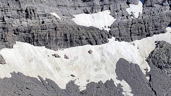 Photos: 13 Wolverines Chase Grizzlies Off Snowfield