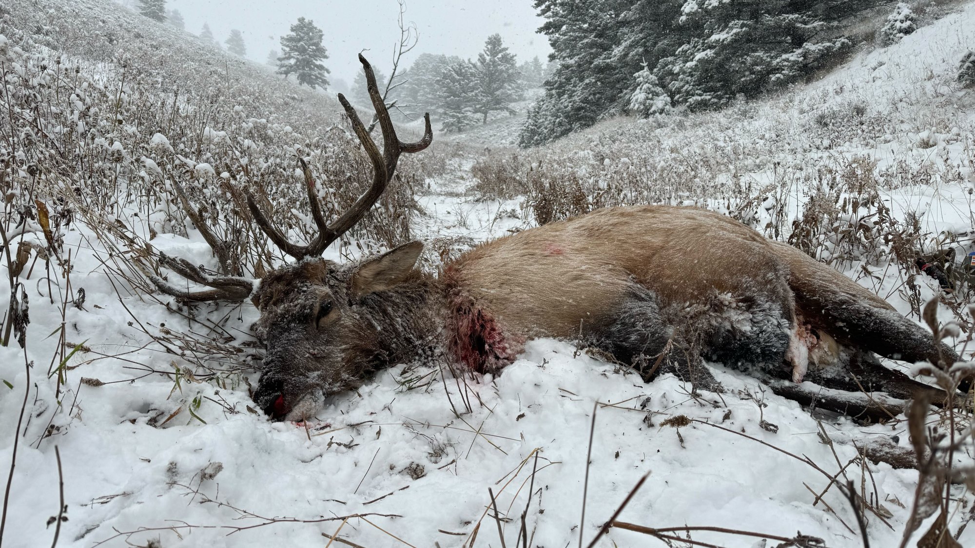 6.5 PRC Elk