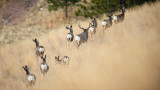Are Mule Deer Going Extinct?