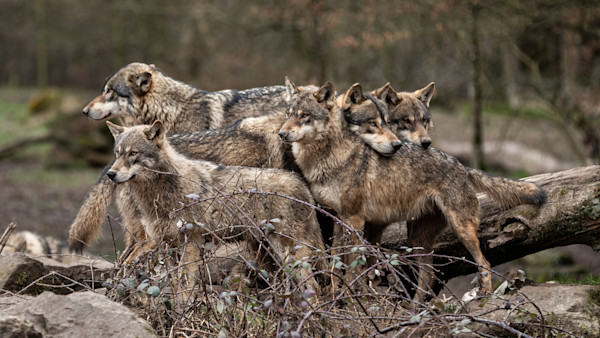 Colorado Releases Draft of Wolf Reintroduction Plan