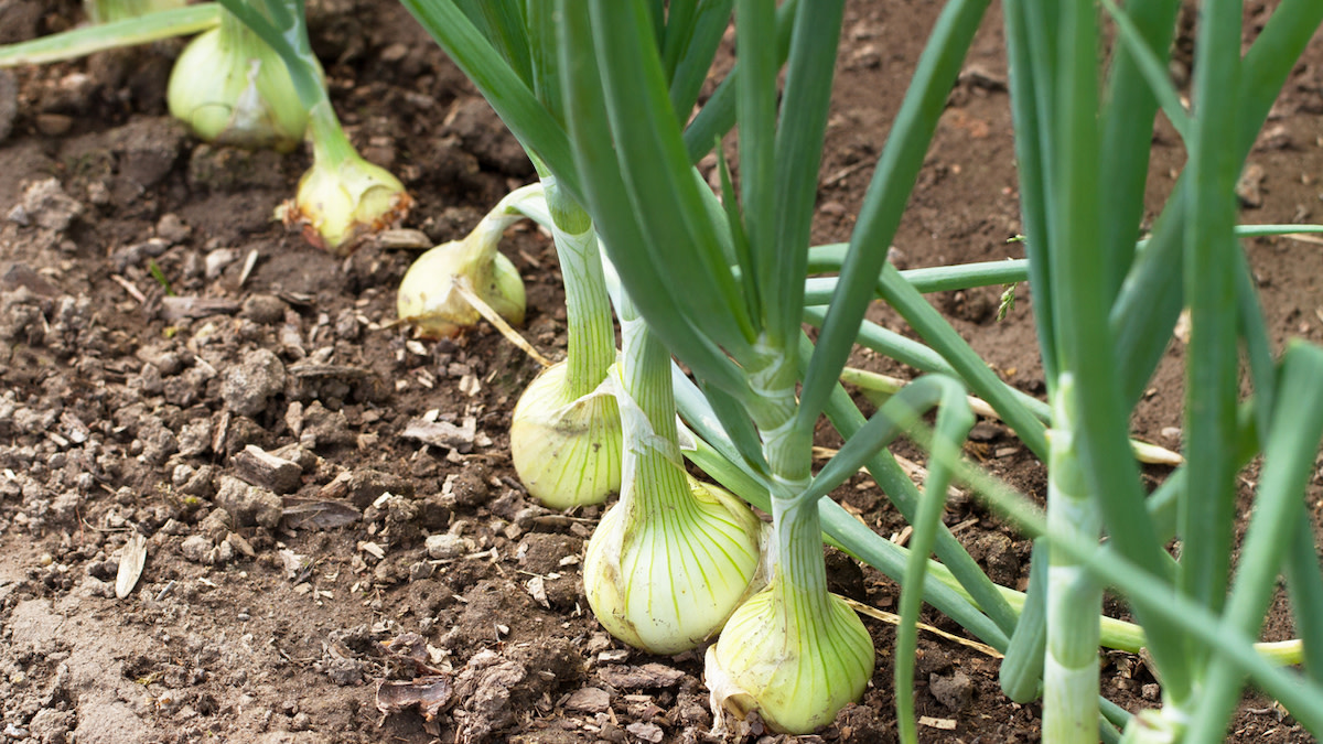 How to Grow Onions | Wild + Whole