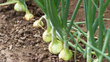 How to Grow Onions