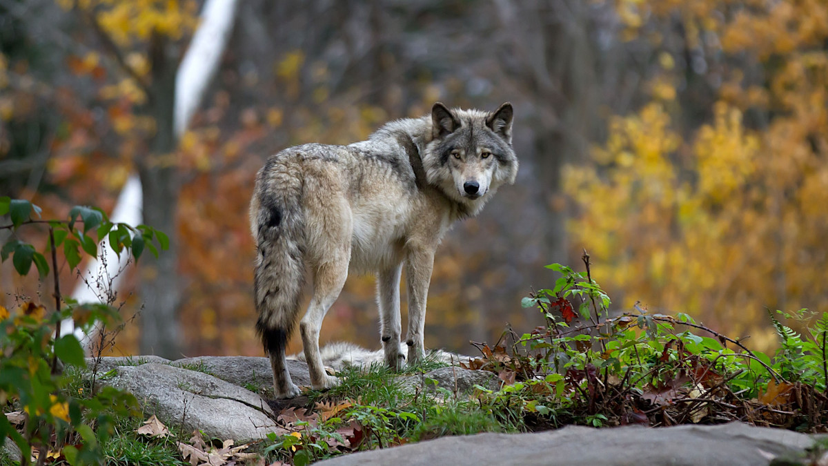 The Colorado Wolf Reintroduction Might End the Same Way it Started — with a Ballot Initiative