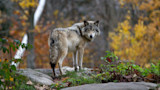 The Colorado Wolf Reintroduction Might End the Same Way it Started — with a Ballot Initiative