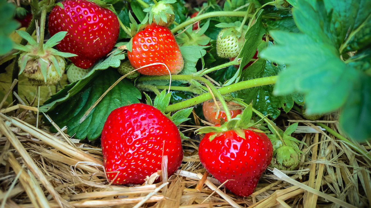 Video: How to Grow Strawberries