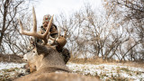 How to Reap a Whitetail Buck