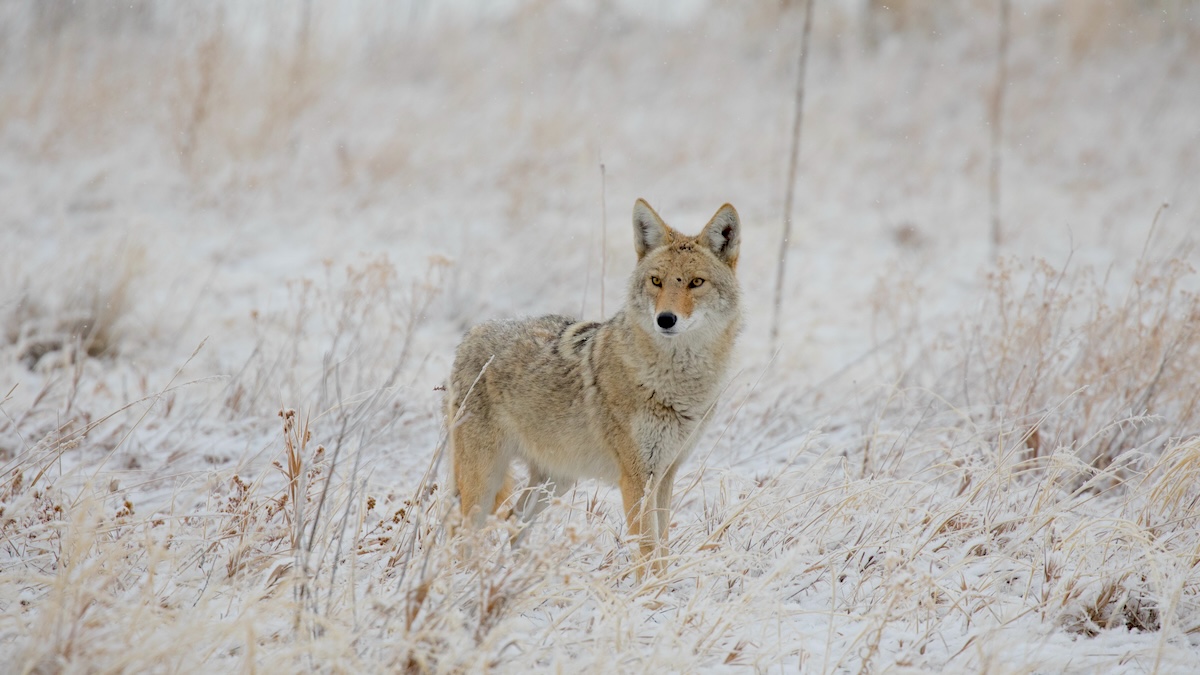 when to hunt coyotes