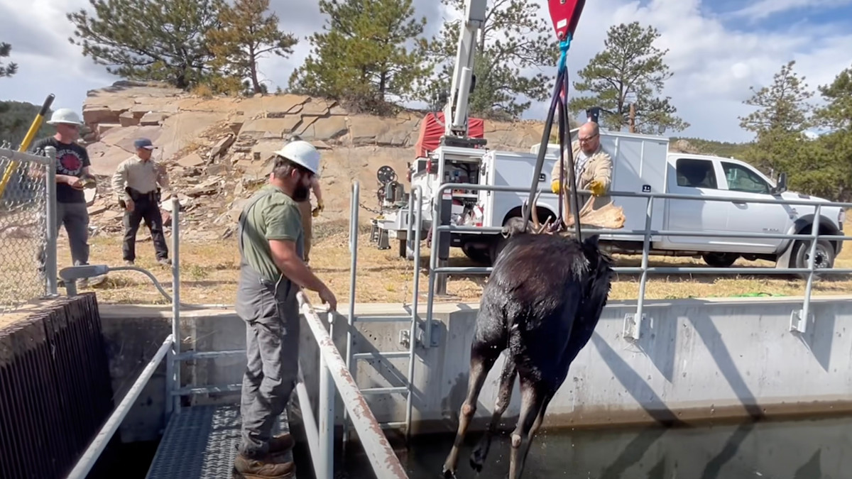 Watch: Wildlife Officers Use Crane to Rescue Moose from Canal