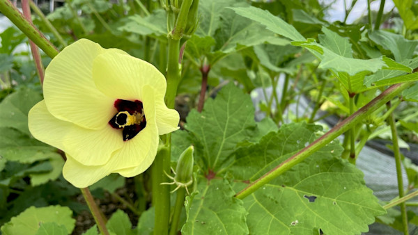 How to Grow Okra