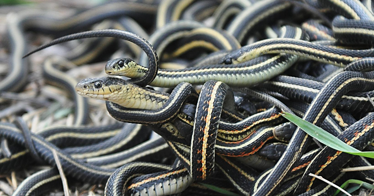Scared Of Snakes