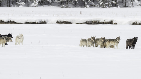 House Committee Passes Bill to Delist Gray Wolves–Permanently