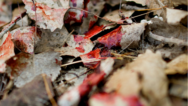 Shot Placement for Big Game