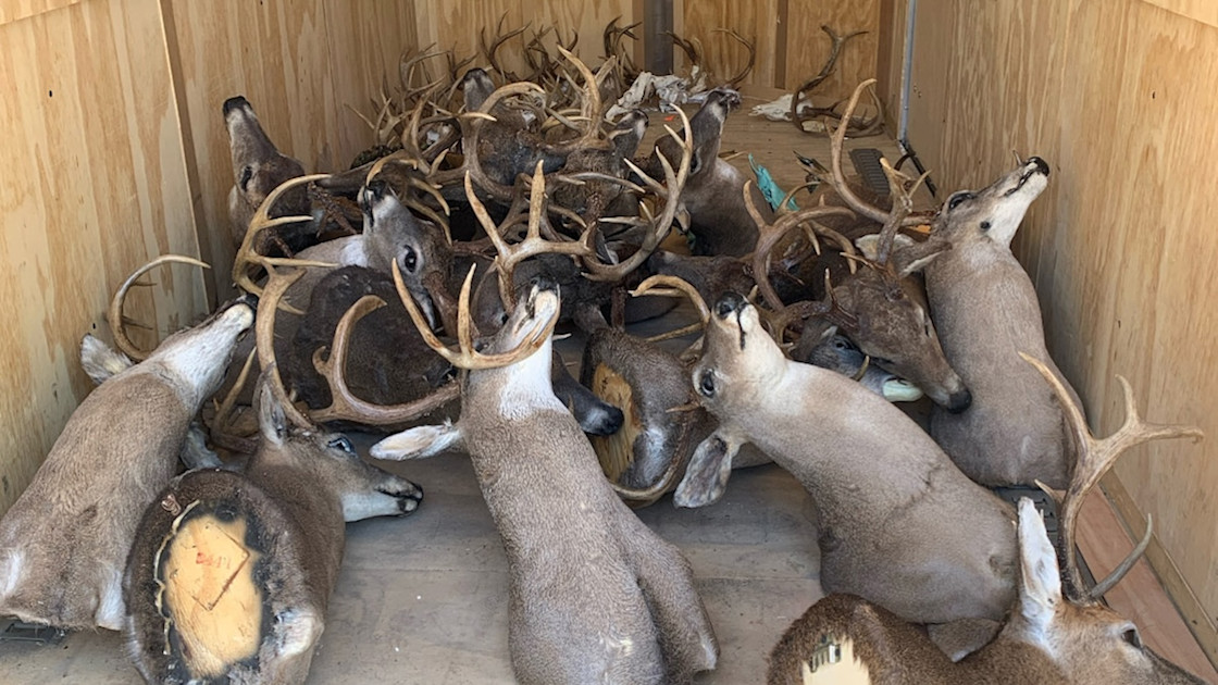 Tennessee Officials Confiscate 50 Deer Racks in Poaching Bust