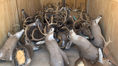 Tennessee Officials Confiscate 50 Deer Racks in Poaching Bust