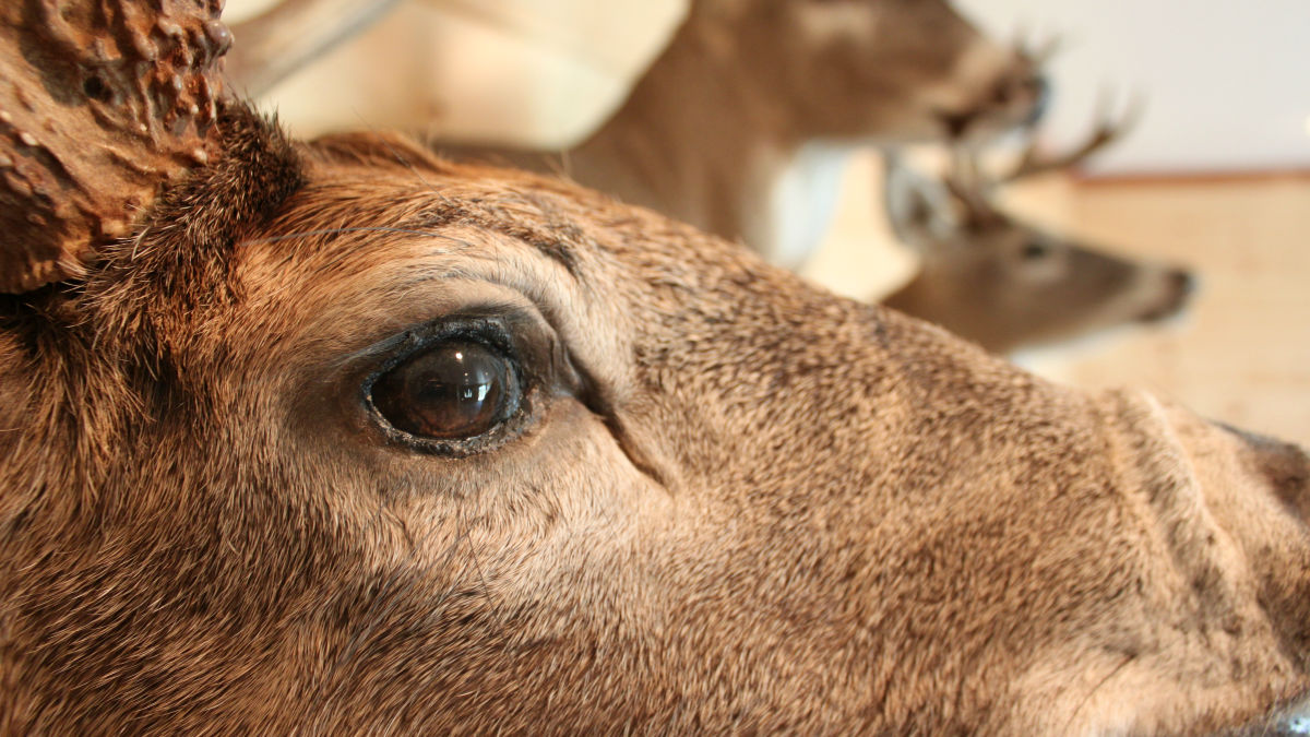 elk vs deer urine