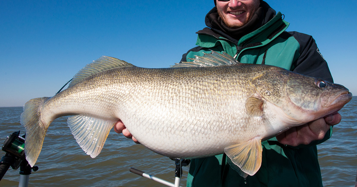 Meat Hooks: How Not to Kiss Your Dream Walleye Goodbye