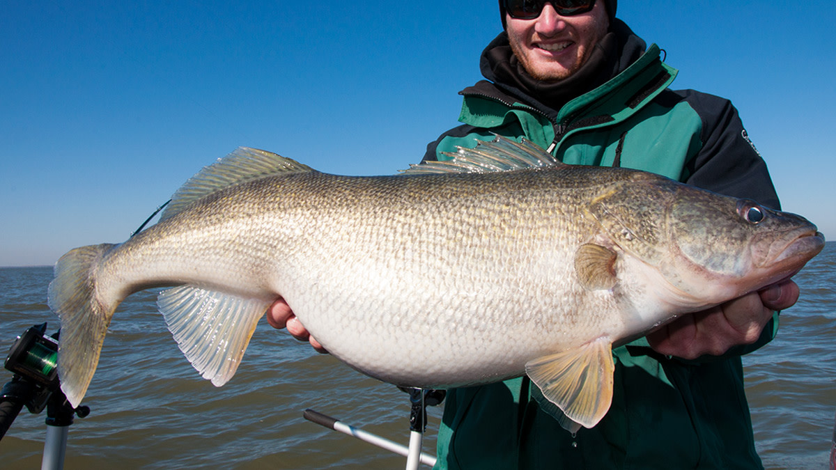 Meat Hooks: How Not to Kiss Your Dream Walleye Goodbye