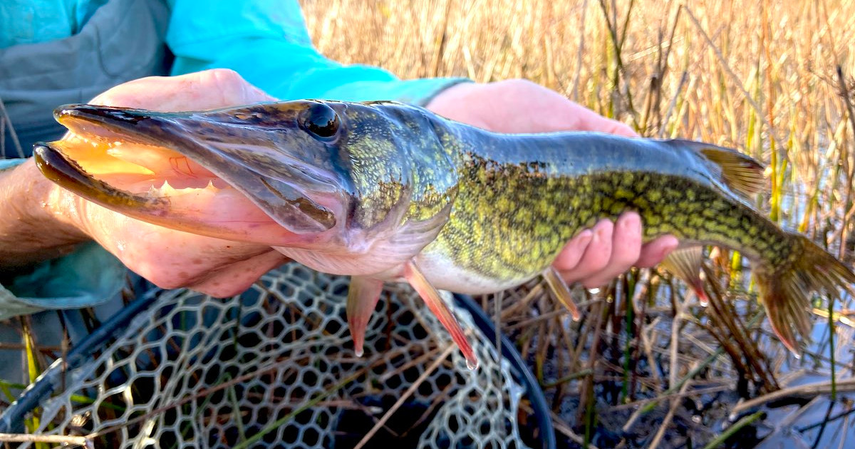 How to Catch Chain Pickerel