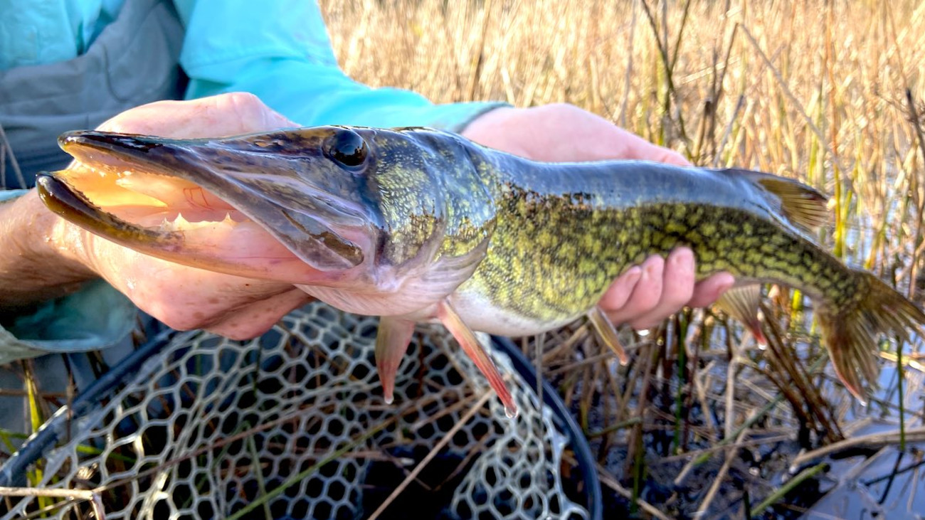 Lake Snake Love: How to Catch Chain Pickerel 