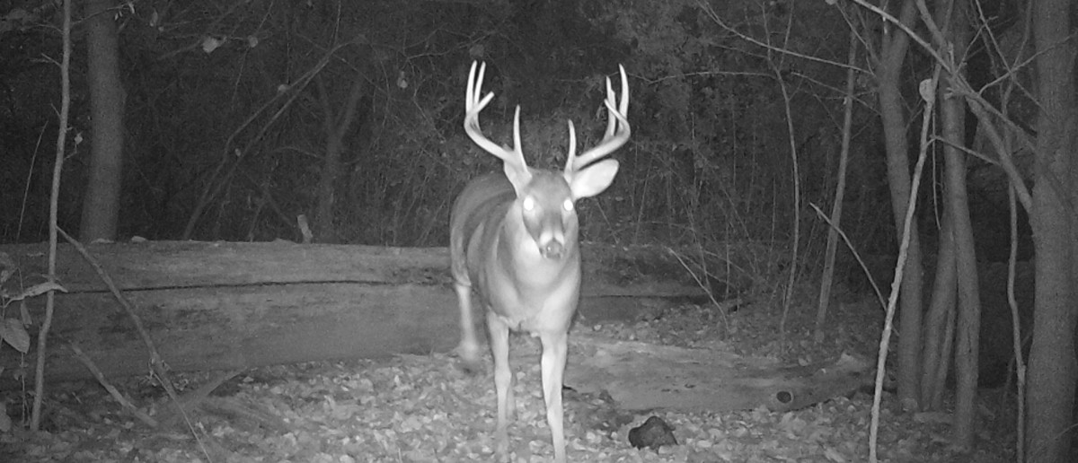 Pulling Off An Out-Of-State Whitetail Trip for Less Than a $1,000