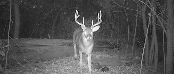 Pulling Off An Out-Of-State Whitetail Trip for Less Than a $1,000