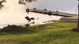 Video: Bald Eagle Drowns Whitetail Fawn