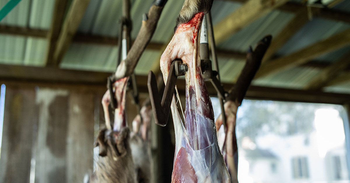 Should You Hang a Deer by Head or Legs? Pros and Cons.