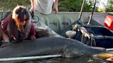Researchers Capture, Tag, and Release One of the Largest Alligator Gar on Record