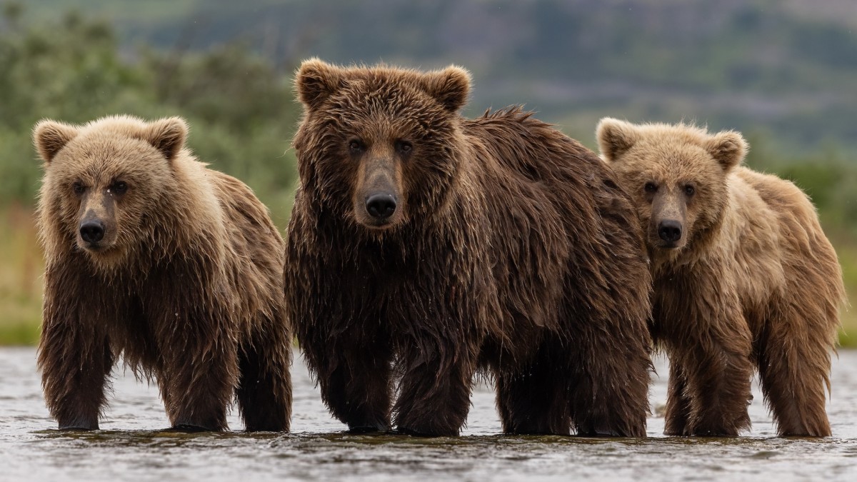 'Bad Bear' Attacks Hunter, Second Victim in Three Years