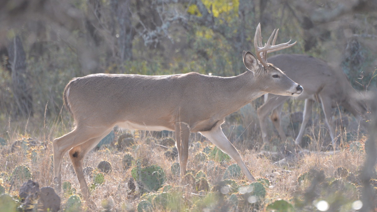 How to Use Fresh Sign to Kill a Rutting Buck