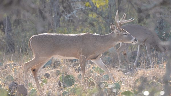 How to Rattle in a Buck | MeatEater Wired To Hunt