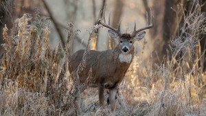 How to Find Deer Antler Sheds