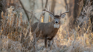 Mature whitetail buck with large antlers standing among frosted grasses and dried plants