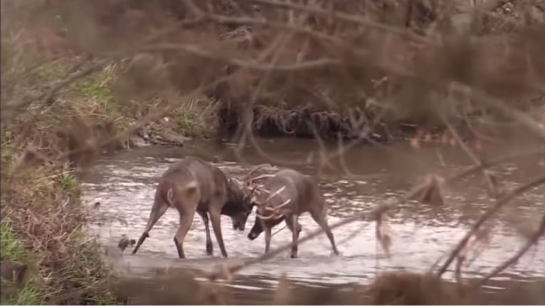 monster whitetail deer buck fighting
