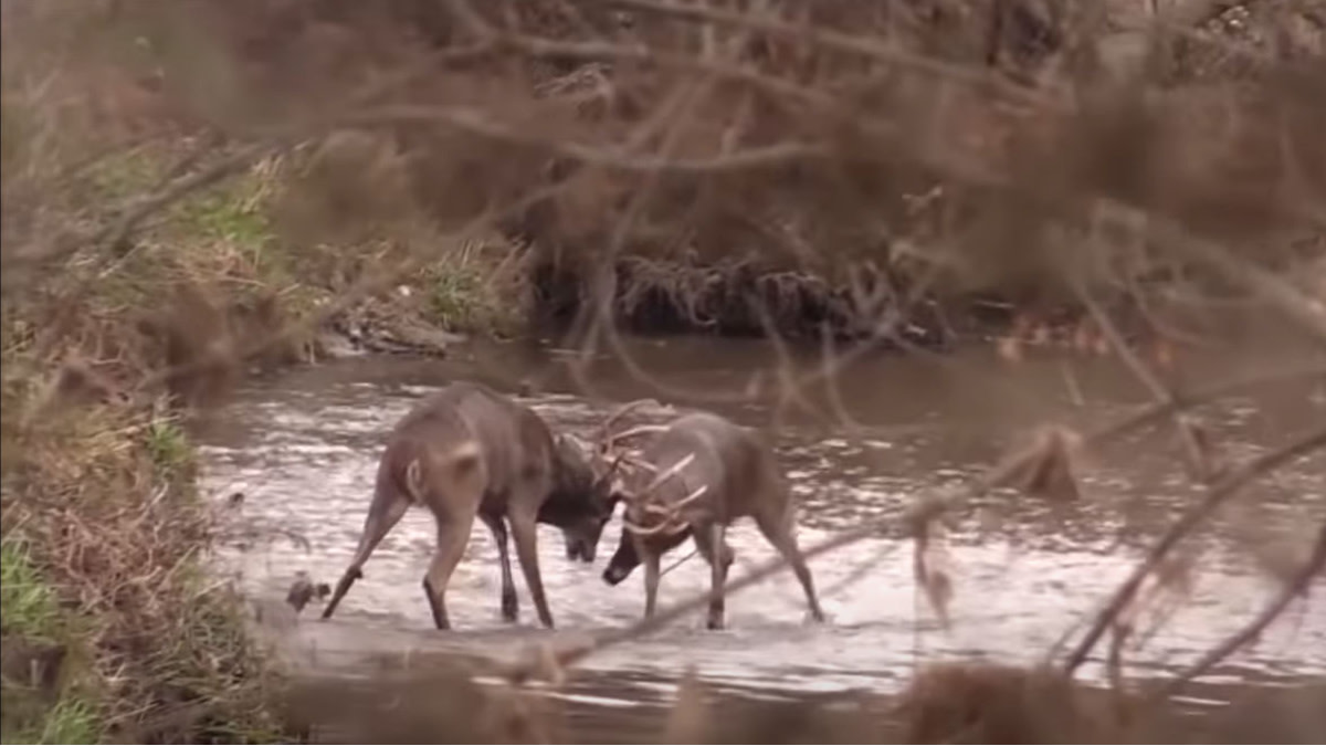 Video: The Greatest Whitetail Buck Fight of All Time | MeatEater Hunting