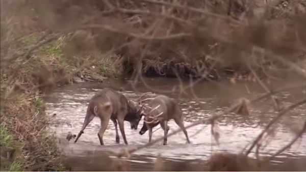 Video: The Greatest Whitetail Buck Fight of All Time