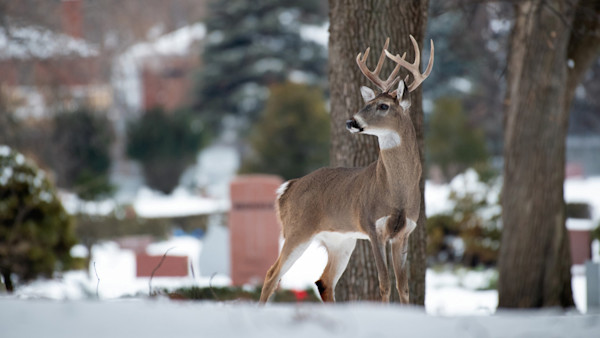 ‘Incredible Waste of Money:’ America’s Most Ineffective Deer Management Program