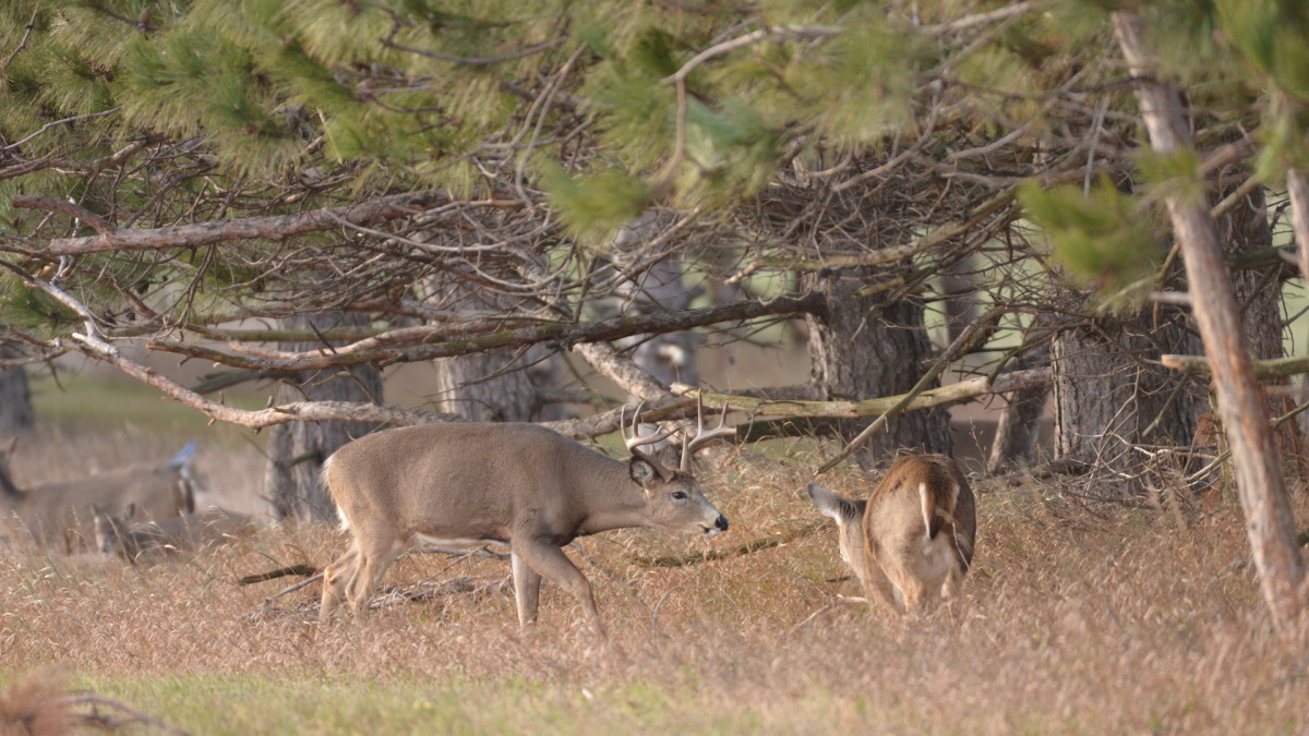 3 Common Whitetail Beliefs That Will Make You A Worse Big Buck Hunter