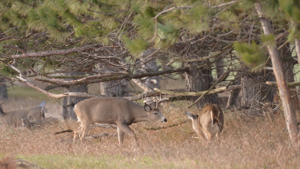 How Brady Brings in the Big Bucks