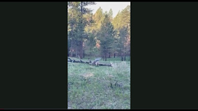 Coyote Attacks Janis' Turkey After Shot