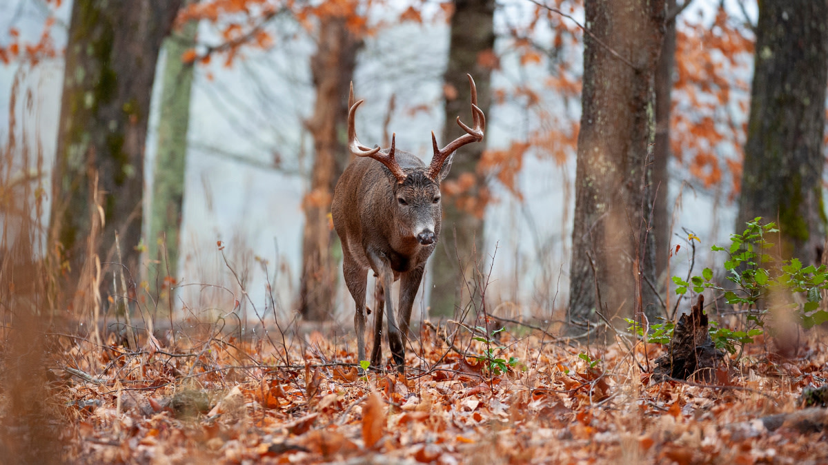 Deer & Deer Hunting's Guide to Hunting in the Rut by Deer & Deer Hunting:  9781440243295