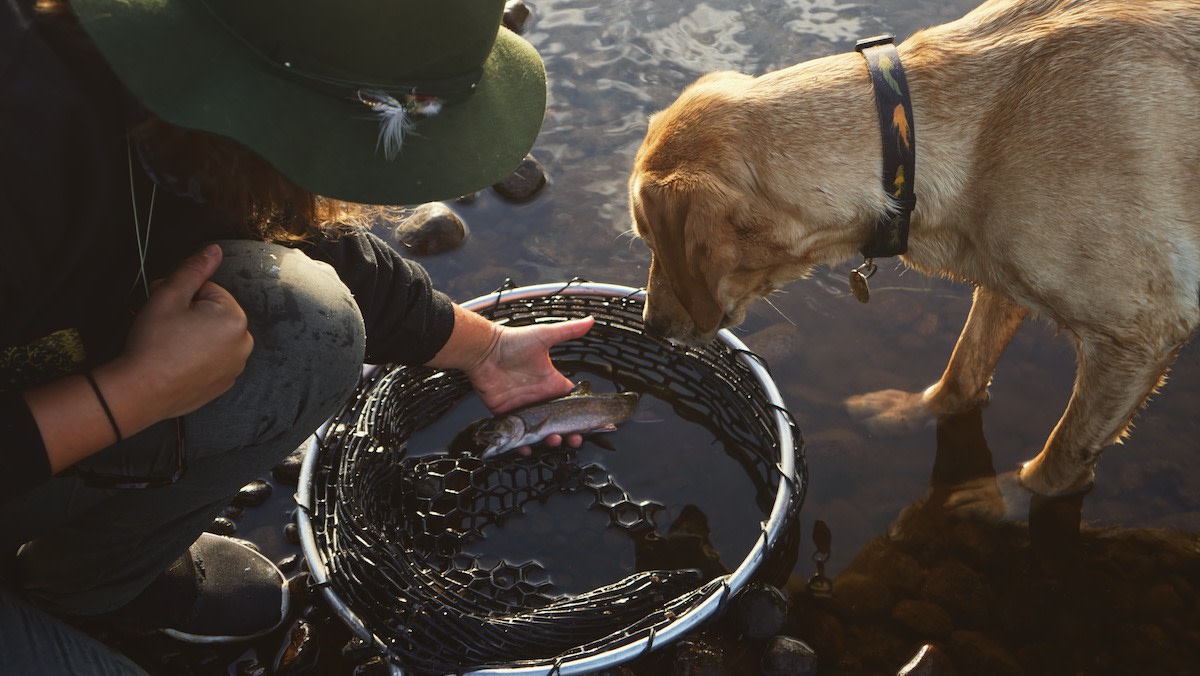 How to Train a Good Fishing Dog