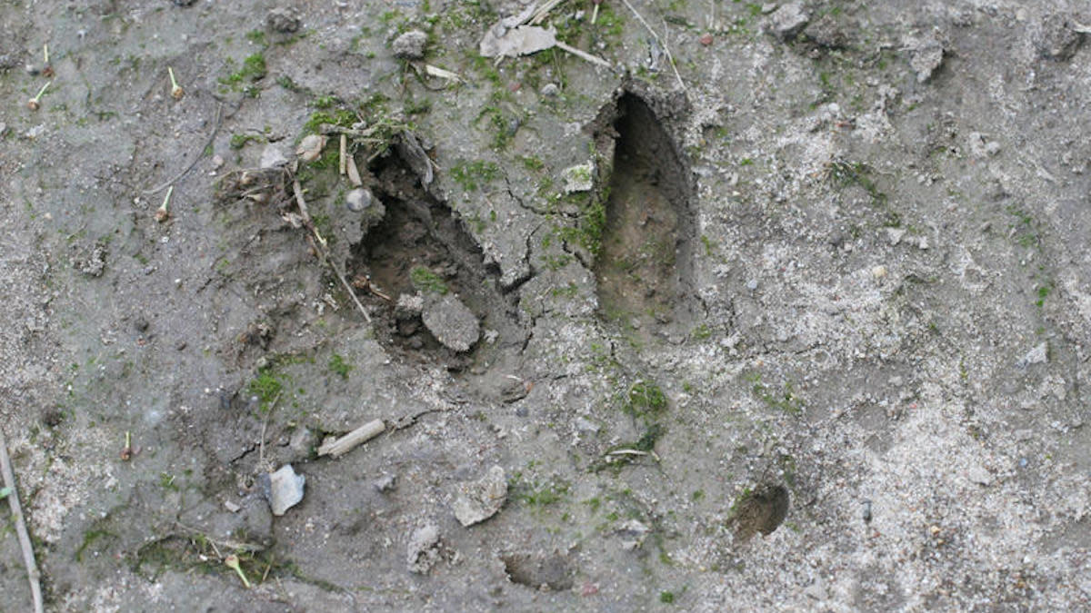 What You Need to Know About Deer Tracks